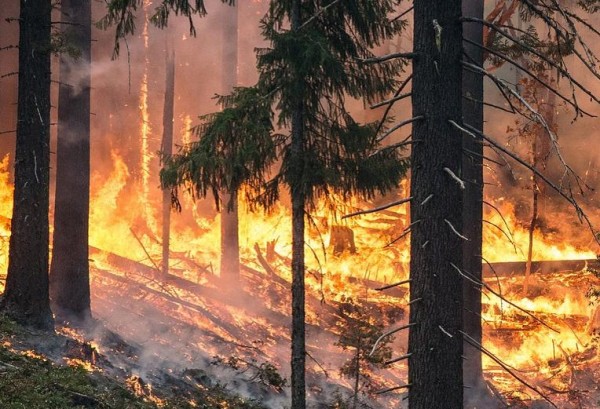 Bild zeigt einen Waldbrand