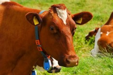 Nutztiere