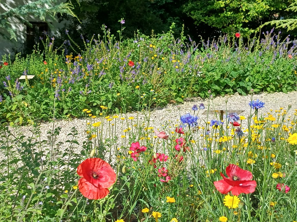 Blumenwiese