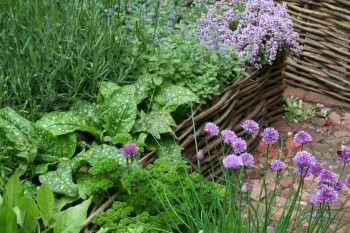 Pflanze Kräuter. Würze dein Leben.
