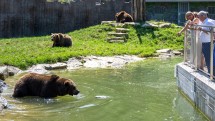 Landeshauptfrau Johanna Mikl-Leitner zu Besuch bei ihrem Patenbären Leo im Tierpark Stadt Haag.