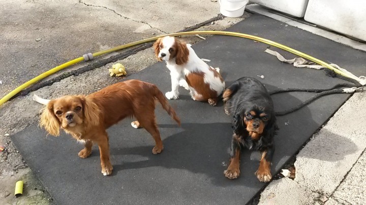 Hunde