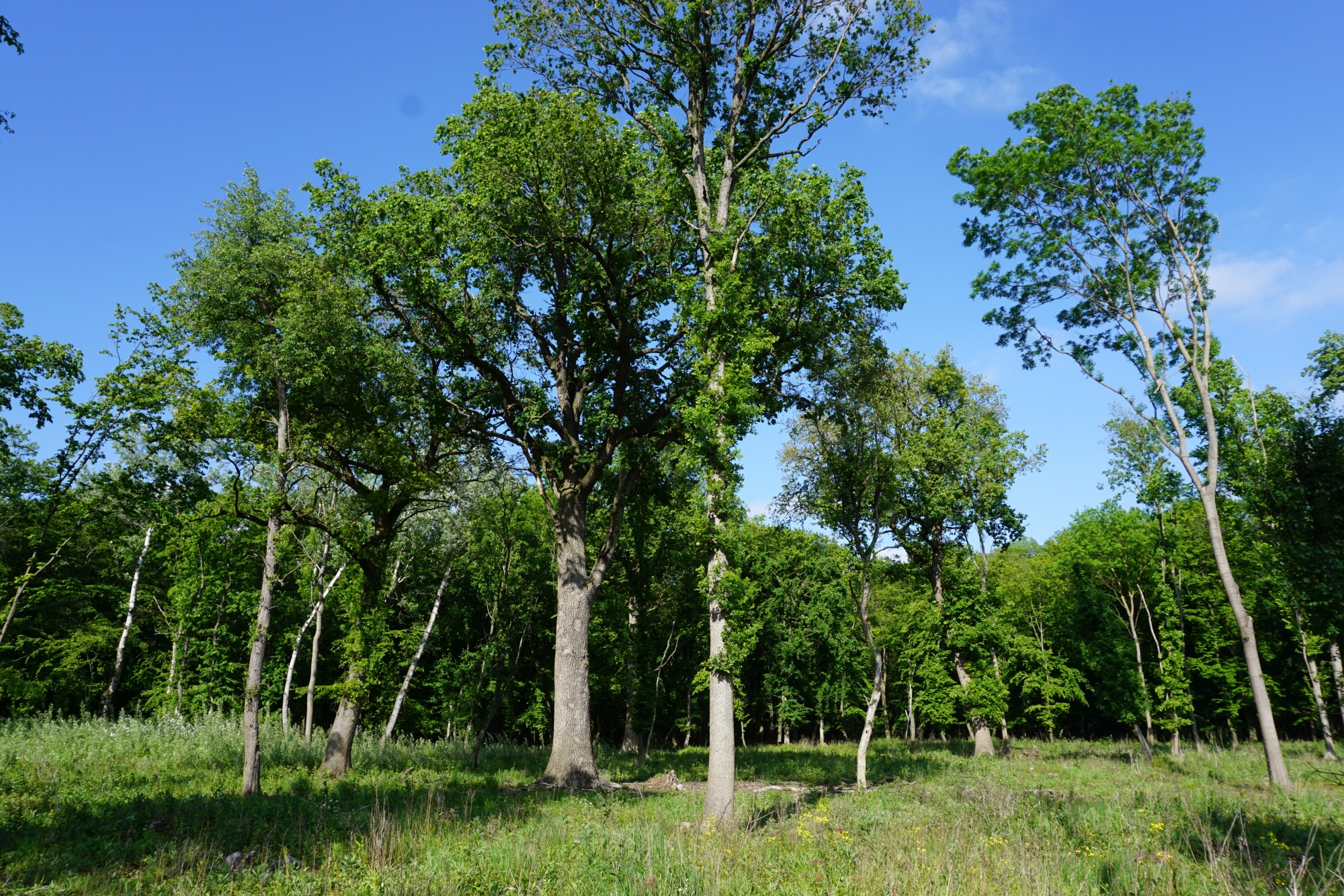 Mittelwaldbewirtschaftung im Naturschutzgebiet Untere Marchauen